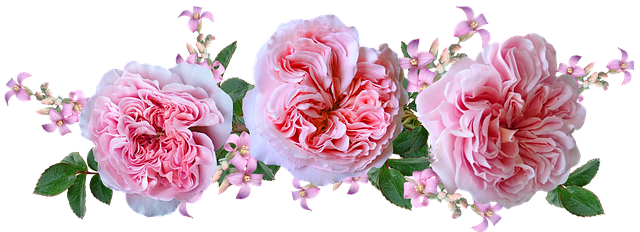 Free flowers pink roses illustration