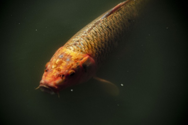 Free Fish Dark Picture photo and picture