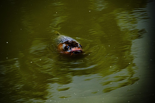 Free Fish Dark Picture photo and picture