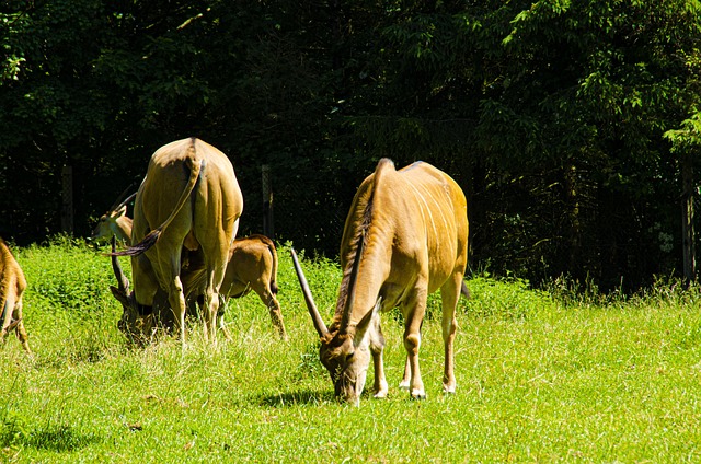 Free Animal Animals photo and picture