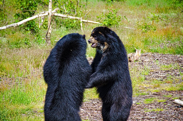 Free Bears Wildlife photo and picture