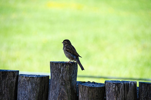 Free Bird Green Grass photo and picture