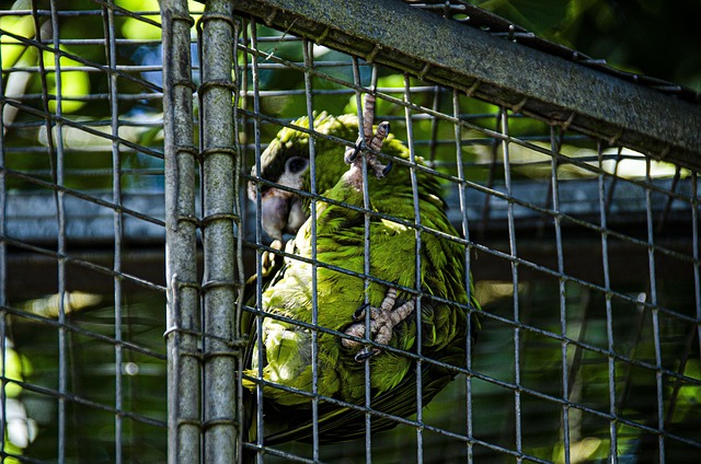 Free Bird Close Up photo and picture