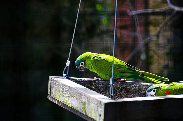 Free Bird Close Up photo and picture