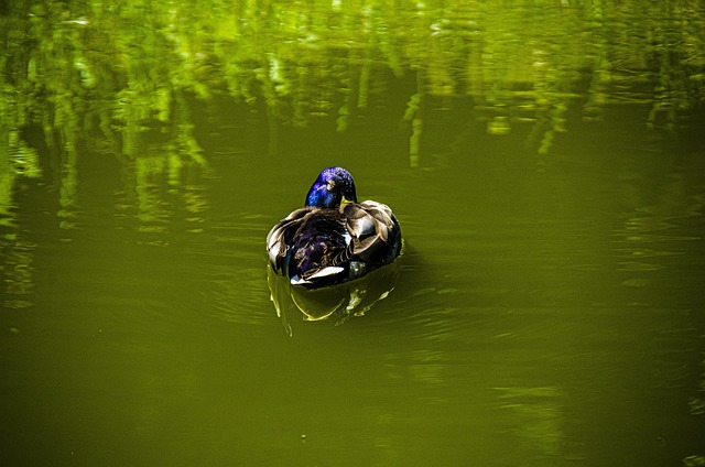 Free Bird Goose photo and picture