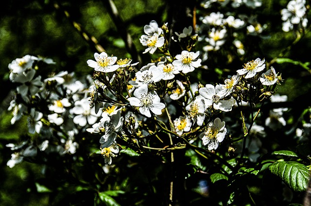 Free Flower Flowers photo and picture