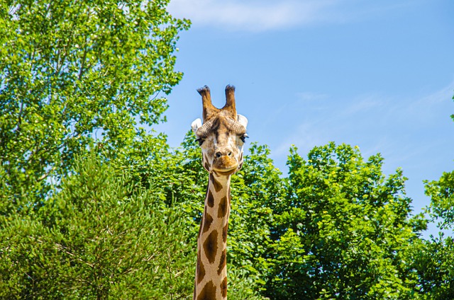 Free Giraffe Animal photo and picture