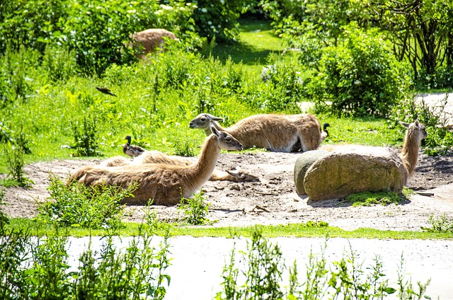 Free Lama Lamas photo and picture
