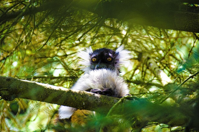 Free Lemur Black Lemur photo and picture