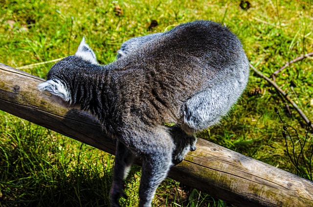 Free Lemur Black Lemur photo and picture