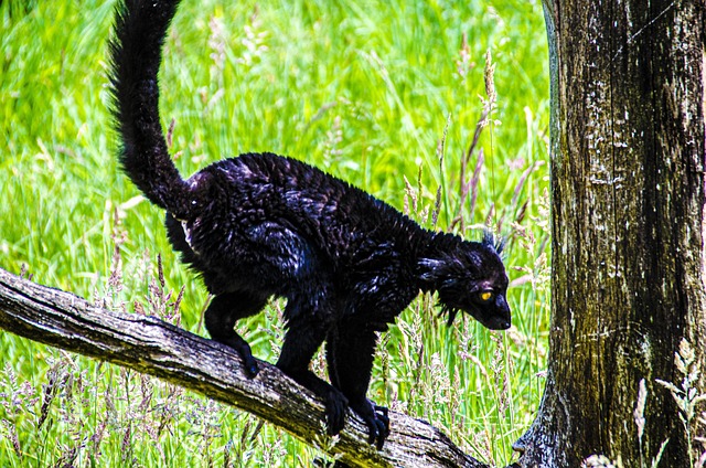 Free Lemur Black Lemur photo and picture