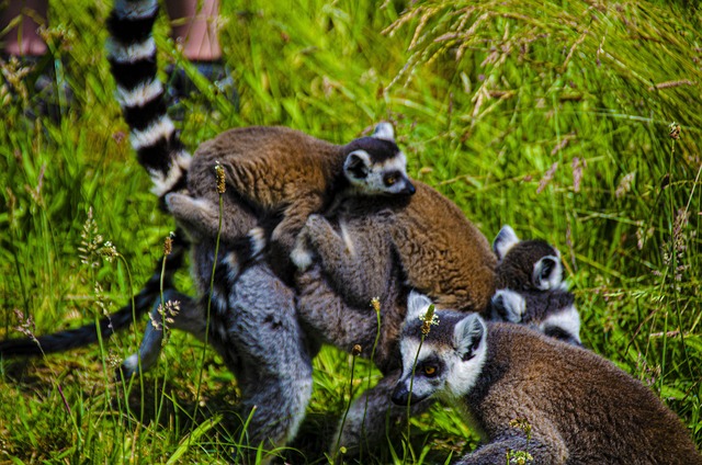 Free Lemur Black Lemur photo and picture