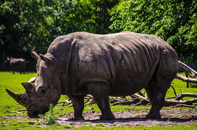 Free Rhinoceros Nature photo and picture