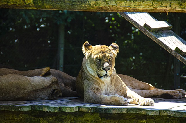 Free Tiger Tigers photo and picture