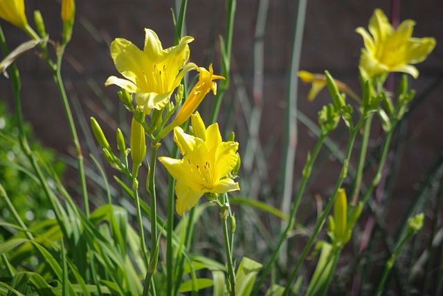 Free Flowers Flower Wallpaper photo and picture