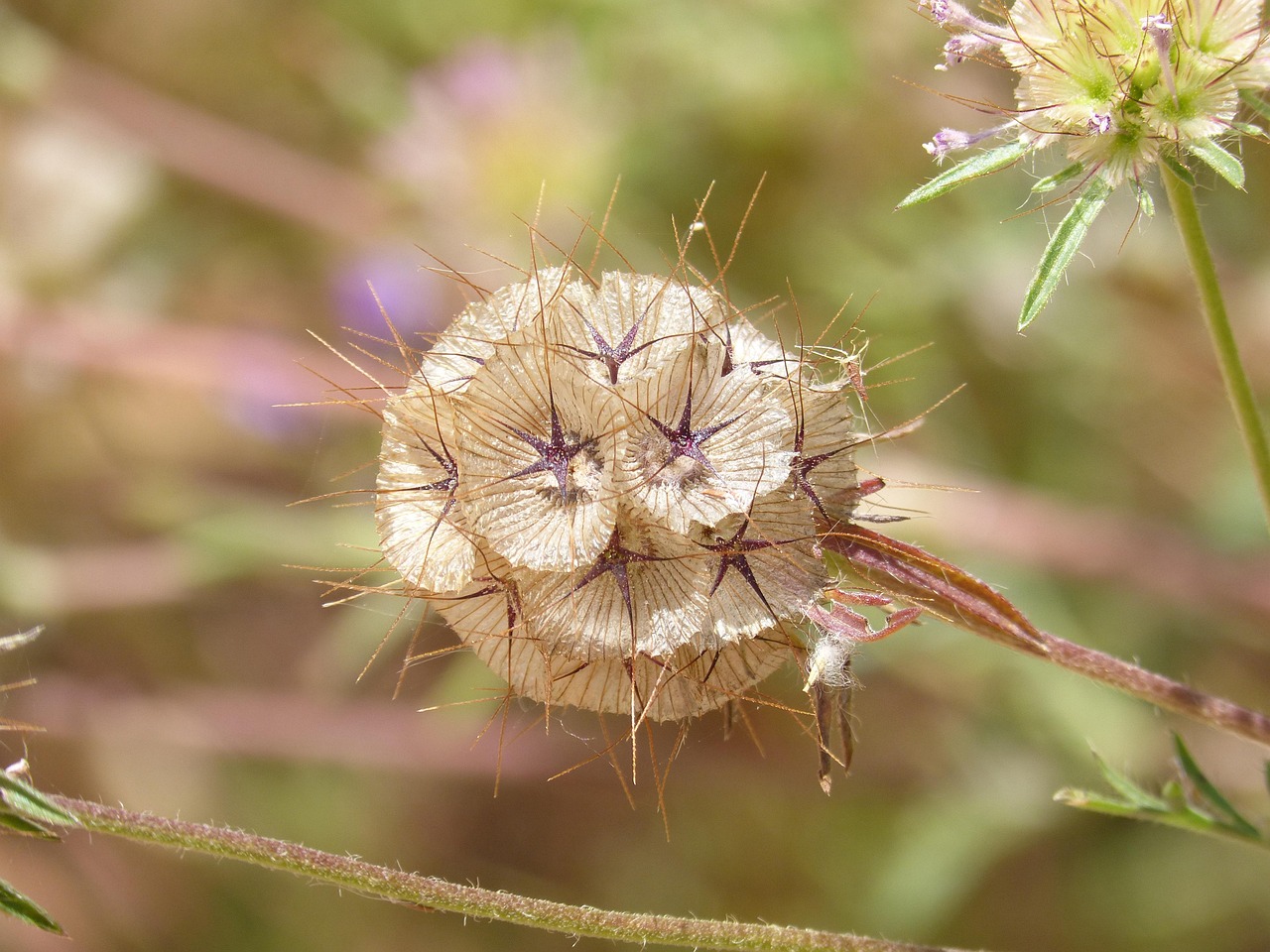 Fleur Sauvage Séchée - Photo gratuite sur Pixabay - Pixabay