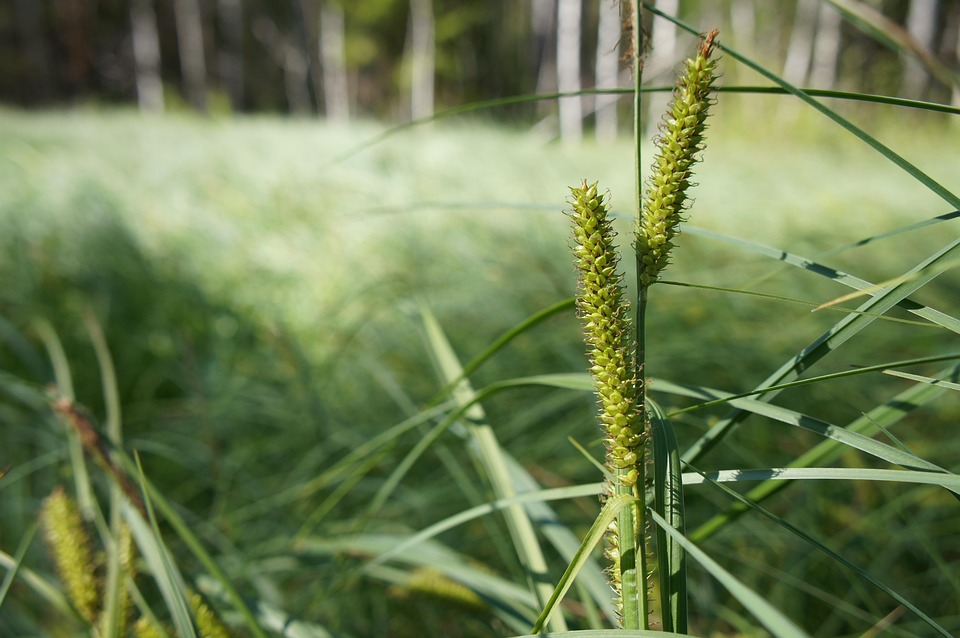 Swamp Grass Green Free photo on Pixabay Pixabay