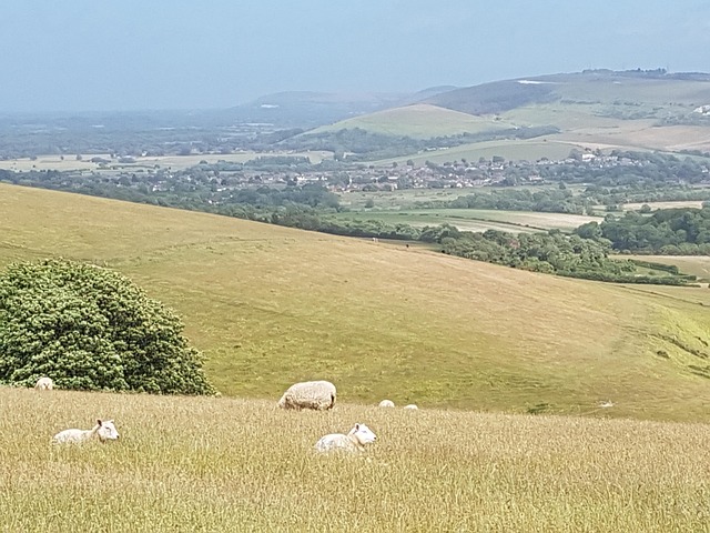 La Campagne Collines Le Mouton - Photo gratuite sur Pixabay - Pixabay