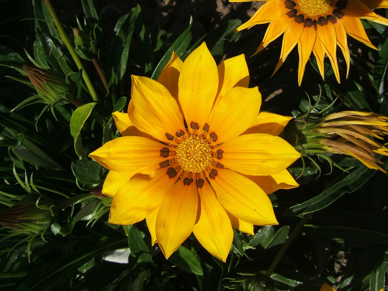Bunga Matahari Bloom Musim - Foto gratis di Pixabay - Pixabay