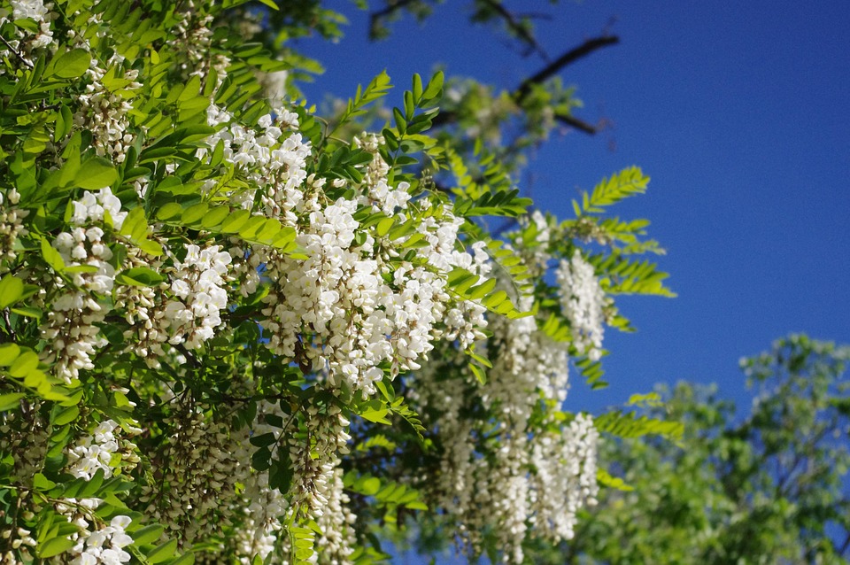 Black Locust, Tree, Flowers, Robinia, Botany, Nature