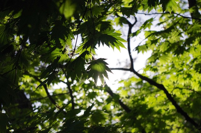 Free Maple Green photo and picture