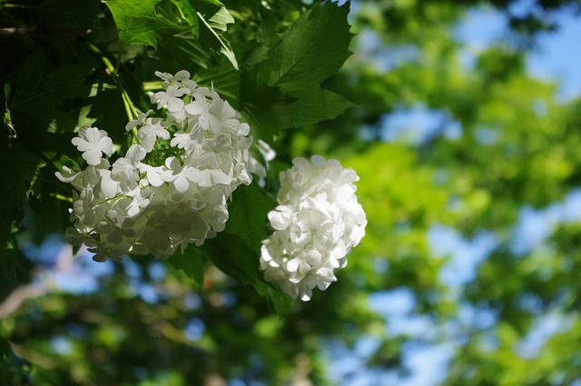 Free Snowball Flowers photo and picture