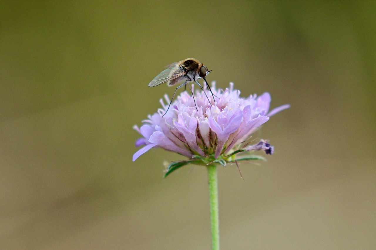 Ali Flight Insect - Free photo on Pixabay - Pixabay