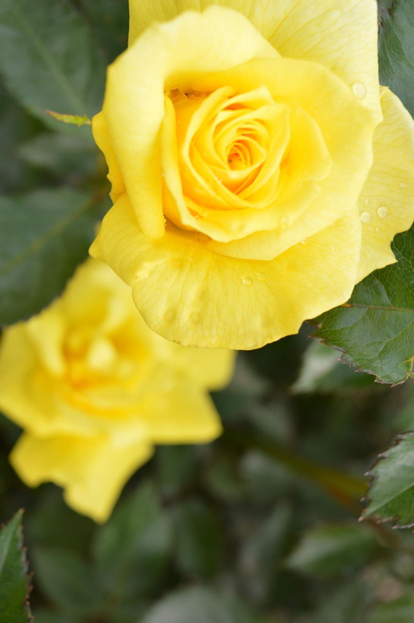 Roses Scent Bloom Free photo on Pixabay Pixabay