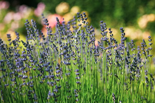 Free Lavender Fragrance photo and picture