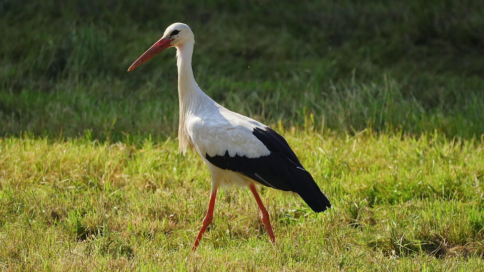 Stork Fugl Fjærdrakt - Gratis foto på Pixabay - Pixabay