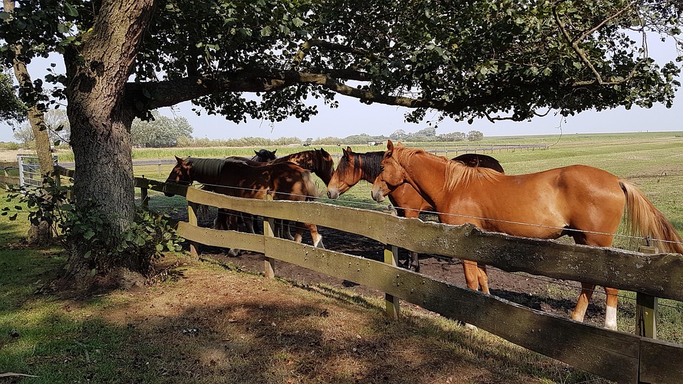 Horses The Shade Free photo on Pixabay Pixabay