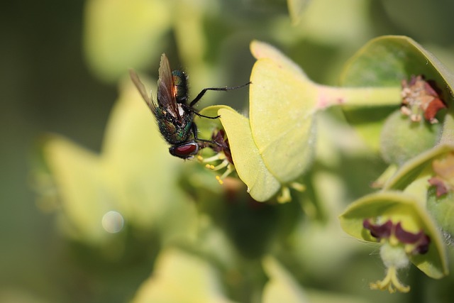 Insect Fly Shimmering Close - Free photo on Pixabay