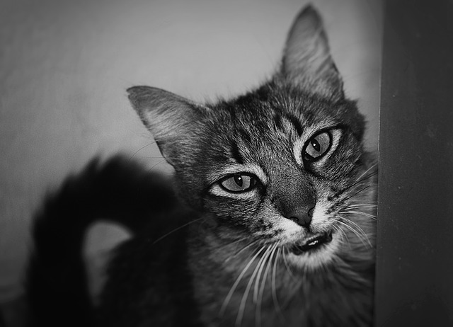 Free Cat Animal photo and picture