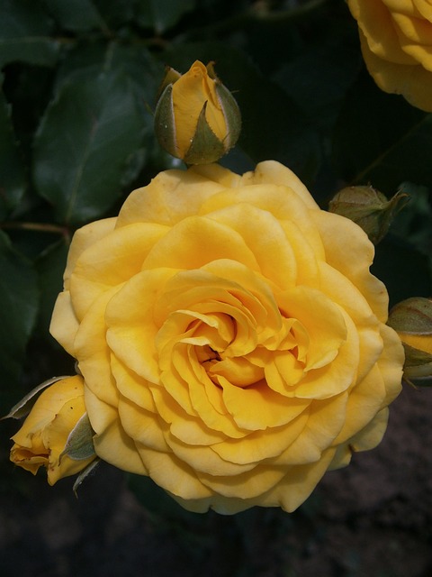 Free Rose Flower photo and picture