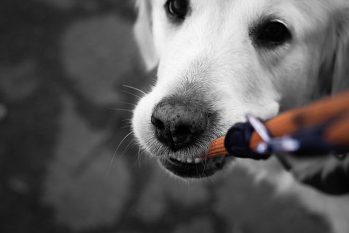Free Dog Pet photo and picture