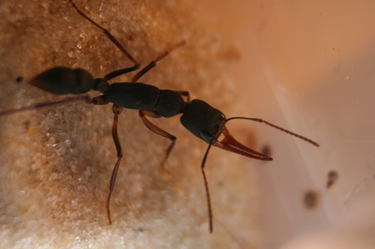 蚂蚁 黑色的蚂蚁 Harpegnathos - Pixabay上的免费照片 - Pixabay