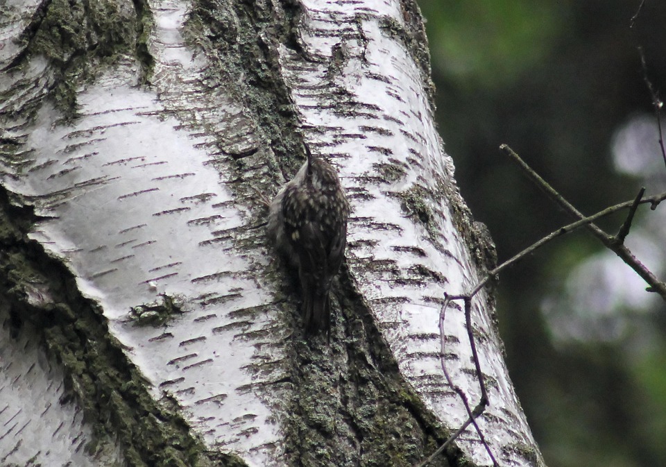Tree Runner Birch Branch Small - Free photo on Pixabay - Pixabay