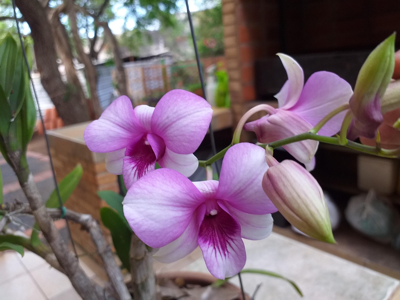 Blumen Orchid - Kostenloses Foto auf Pixabay - Pixabay Blumen Orchid - Kostenloses Foto auf Pixabay - Pixabay