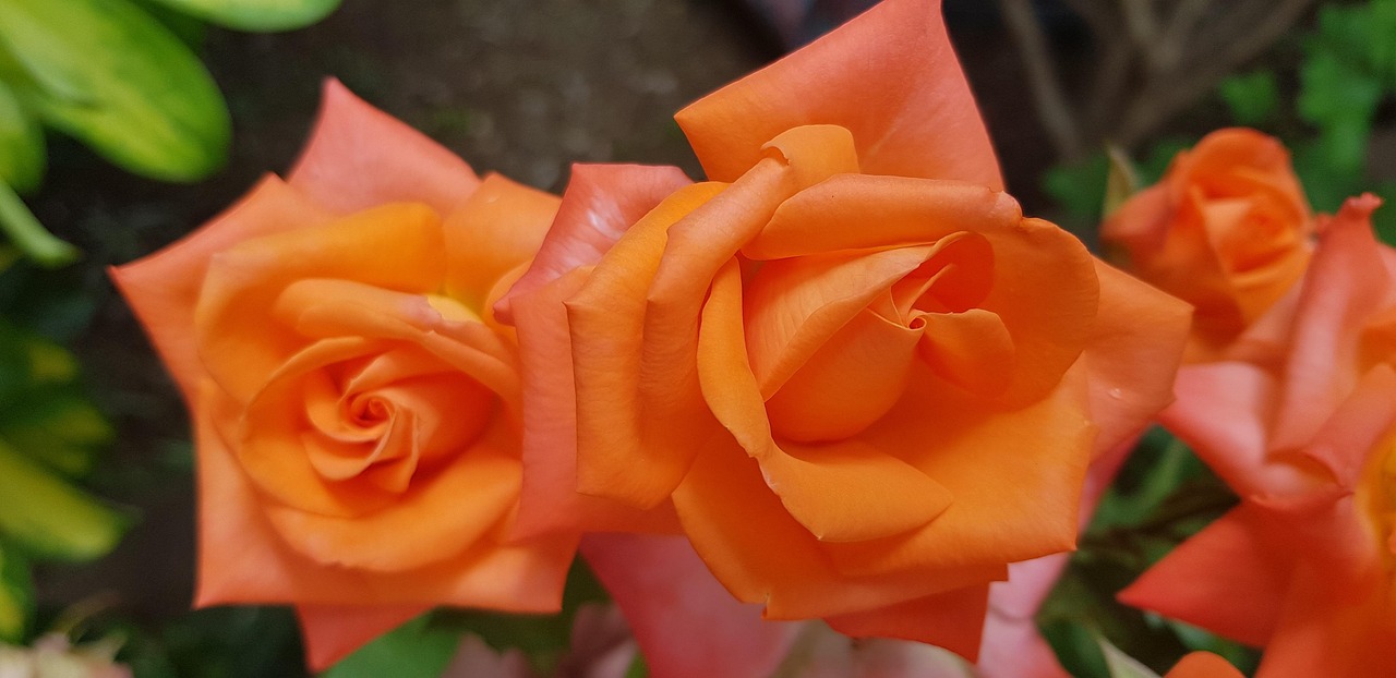 Roses Orange Rosebush - Free photo on Pixabay - Pixabay