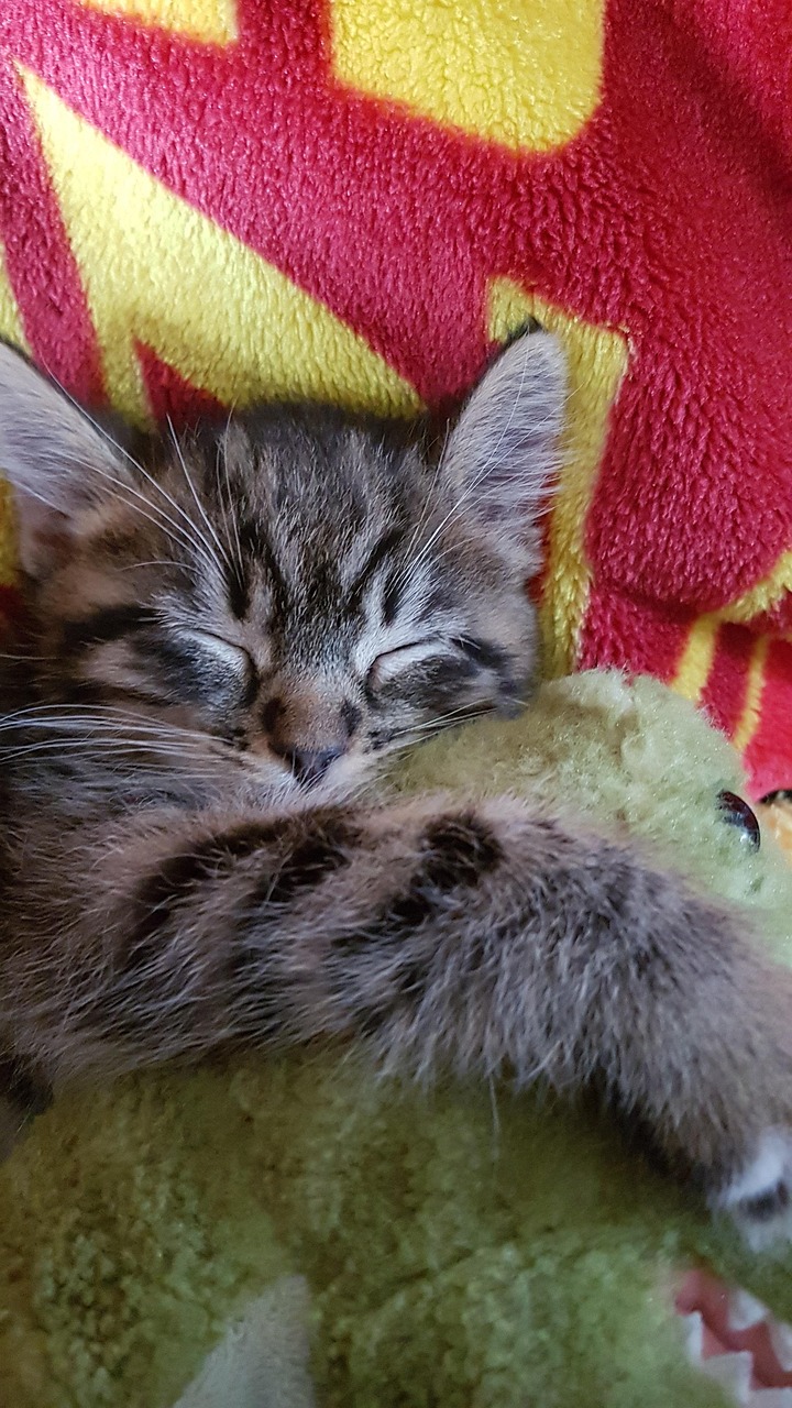 Cat Kitten Sleep Free photo on Pixabay Pixabay
