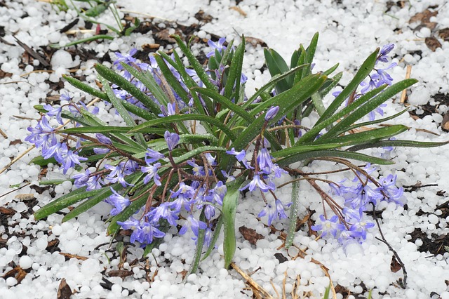 Free Flowers Blooming In Hail photo and picture