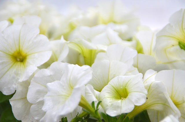 Free White Flowers photo and picture