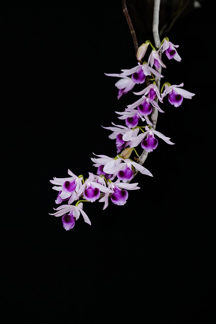 Free Macro United Avalanche photo and picture