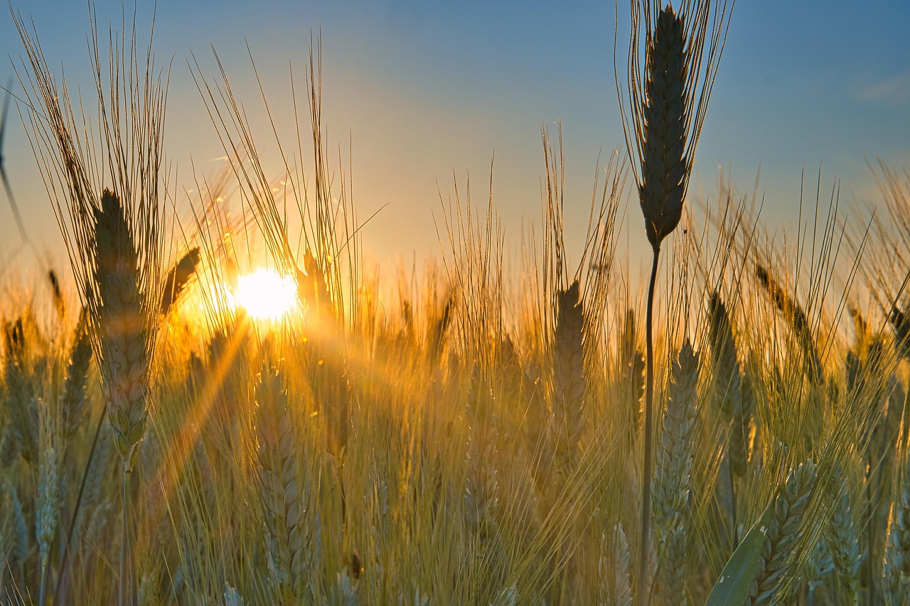 https://cdn.pixabay.com/photo/2020/06/23/05/41/sunset-5331415_1280.jpg