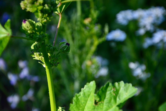 Free Bud Close Up photo and picture