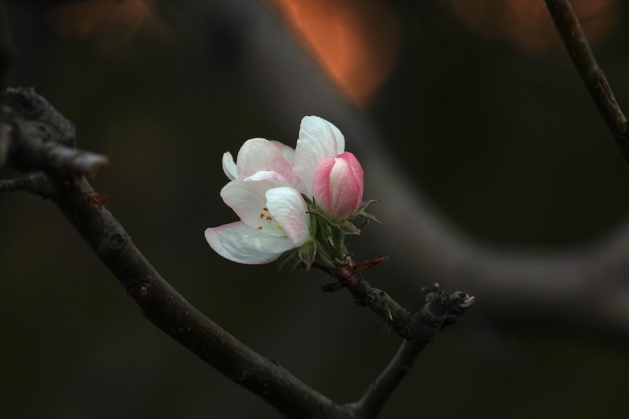 begonia flowers, winter, degrowth, in full bloom, twilight, at dusk