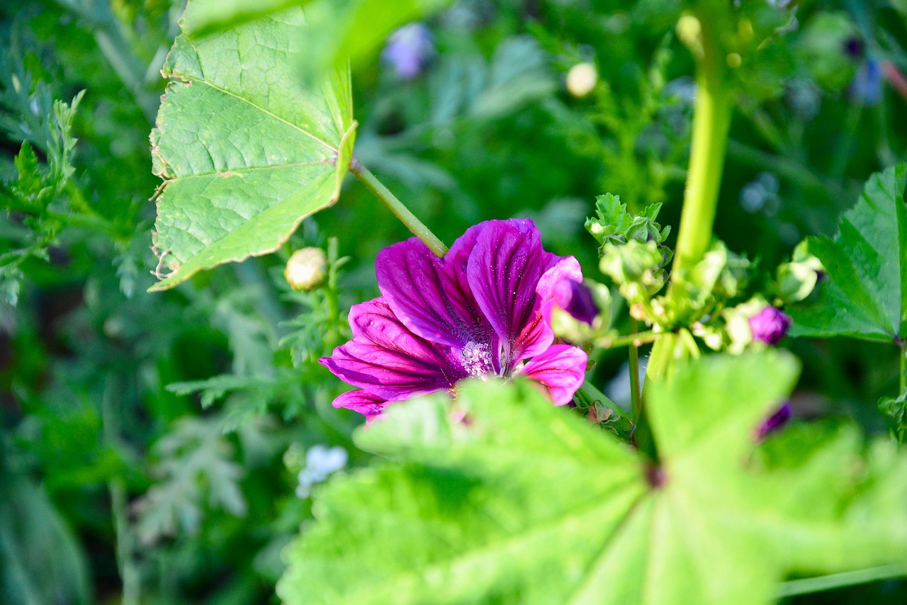 Free Mallow Flower photo and picture