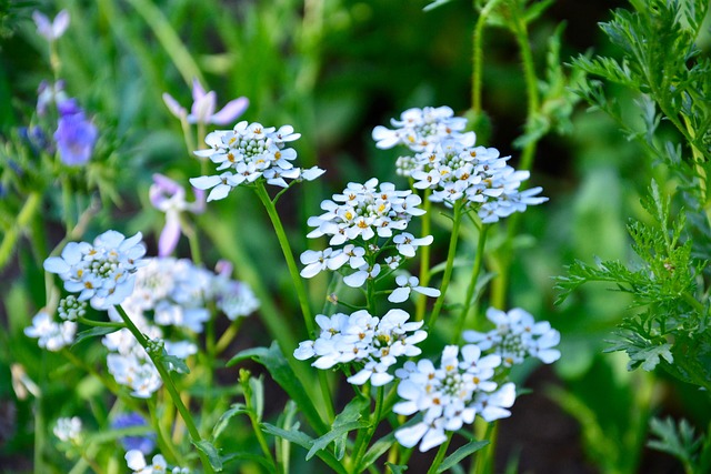 Free White Beautiful Flowers photo and picture