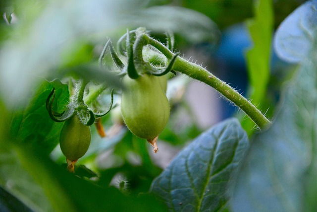 Free Tomato Green photo and picture