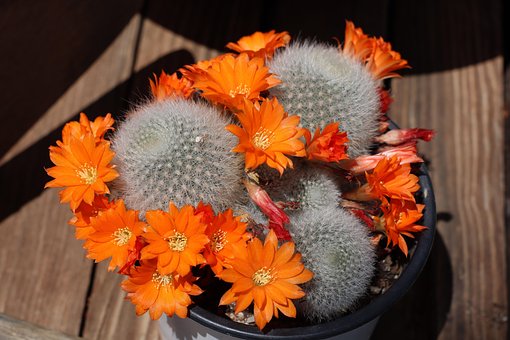 Free Rebutia Rebutia Muscula photo and picture